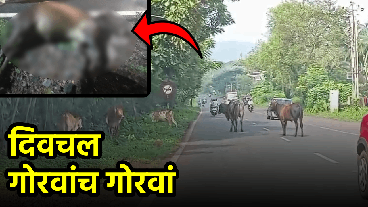 Rising Cattle Accidents Plague Bicholim Bypass || Goa365 TV