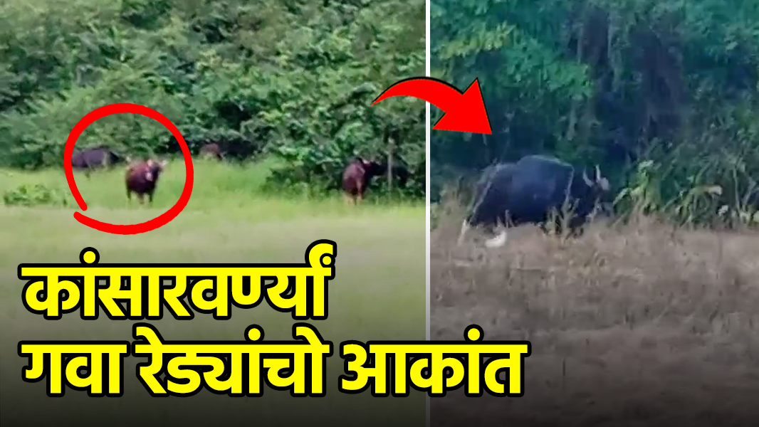 Bison Heard Terrorizes Pernem’s Casarvarnem Village || GOA365