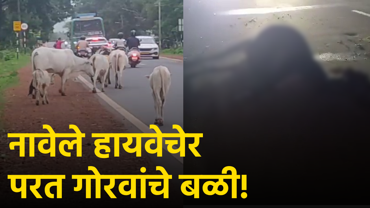 NH17 Turns ‘Death Trap’ For Stray Cattle As Locals Demand Action || Goa365 TV