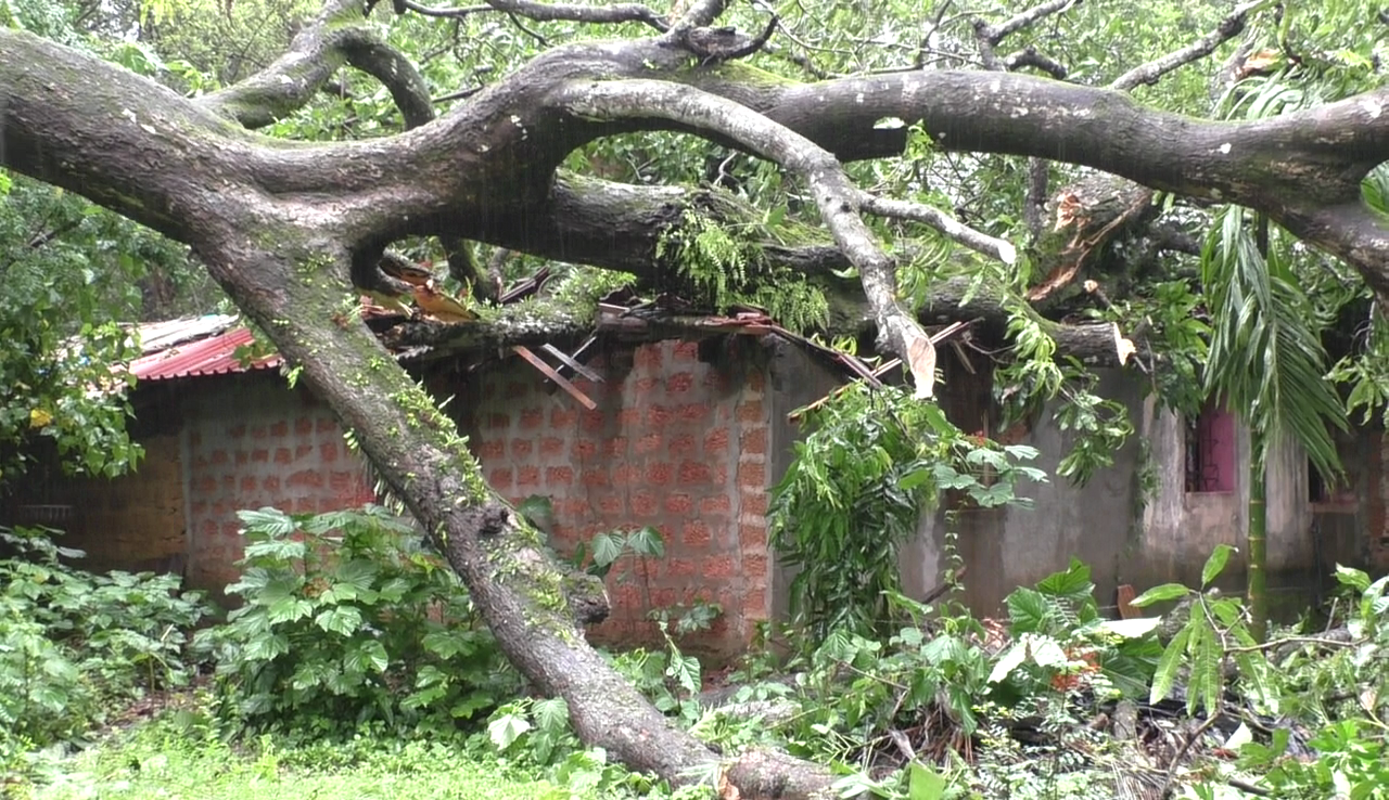 Tree falls on a house in Siolim, causing severe damage